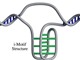 Lập bản đồ 50.000 nút thắt bí ẩn trong DNA