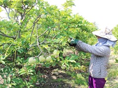 Tây Ninh: Hỗ trợ kinh phí đăng ký bảo hộ tài sản trí tuệ 