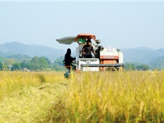 Thông báo tuyển chọn lần 2 tổ chức, cá nhân chủ trì nhiệm vụ KHCN thuộc Chương trình KHCN phục vụ xây dựng nông thôn mới giai đoạn 2021-2025 (đợt 2)