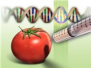 Thực phẩm biến đổi gene (GMO): Vì sao còn lo ngại?