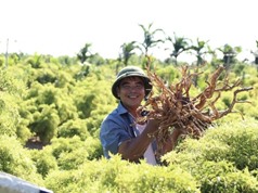 Tiềm năng đinh lăng Việt Nam