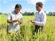 Những yếu tố thúc đẩy đa dạng hóa sinh kế của người trồng lúa ở ĐBSCL