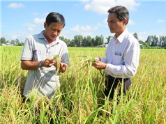 Những yếu tố thúc đẩy đa dạng hóa sinh kế của người trồng lúa ở ĐBSCL