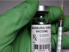 Chạy đua thử nghiệm vaccine ngừa virus Marburg