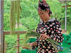 Tài nguyên dệt may từ phụ phẩm ngành dứa