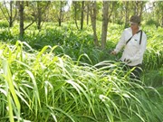 Tiền Giang: Trồng thử nghiệm hai giống cỏ làm thức ăn gia súc