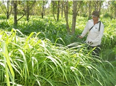 Tiền Giang: Trồng thử nghiệm hai giống cỏ làm thức ăn gia súc