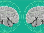 AI giúp hoàn thiện bản đồ bộ não người