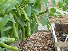Cải thiện các quy trình tách chiết hạt đậu răng ngựa
