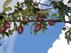 Táo Malus siersii có thể nắm giữ bí mật giúp tăng cường khả năng chống stress
