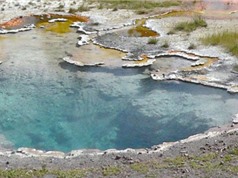 Hệ gene của sinh vật chứa thông tin môi trường chúng sinh sống