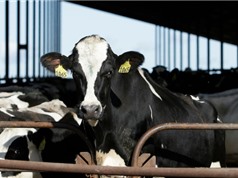 Nỗ lực khẩn cấp xét nghiệm và dò theo cúm gia cầm trên bò sữa