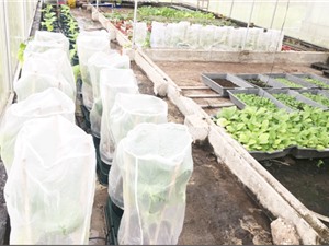 Tây Ninh: Nhân nuôi bộ thiên địch cho nông nghiệp công nghệ cao