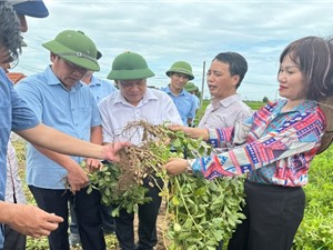 Nam Định: Phục tráng giống lạc Sen 