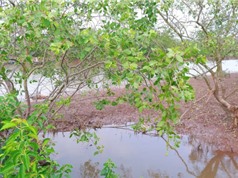 Bần chua chứa nhiều hợp chất quý, có tính chất kháng khuẩn