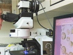 Đưa các tế bào thực vật đã được phân tích thành các dạng khác của tế bào