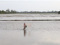 Chất lượng nước suy giảm ở ĐBSCL là do nhiều nguồn khác nhau