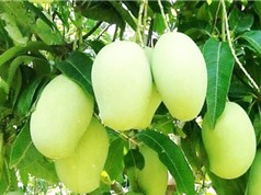 Lần đầu sản xuất bột uống liền từ xoài Tứ Quý Bến Tre