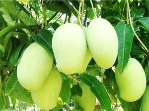 Lần đầu sản xuất bột uống liền từ xoài Tứ Quý Bến Tre