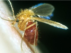 Xác định sáu loài ruồi cát ở miền Nam Việt Nam