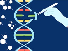 Vì sao con người có lỗi gene?