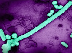 Virus cúm A thay đổi hình dạng để thích ứng với môi trường