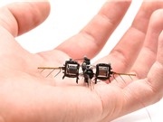 Ong robot giúp thụ phấn cho cây trồng trong nhà