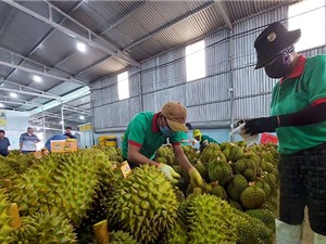 Đổi mới sáng tạo trong chuỗi giá trị nông sản: Khi nào cây chủ lực là cây làm giàu?