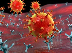 Phát hiện virus corona mới có khả năng lây nhiễm vào tế bào người