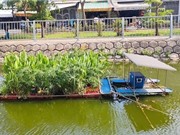 Xử lý kênh rạch ô  nhiễm bằng thực vật thủy sinh