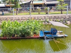 Xử lý kênh rạch ô  nhiễm bằng thực vật thủy sinh