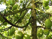Giải pháp tưới tiết kiệm nước cho cây sầu riêng
