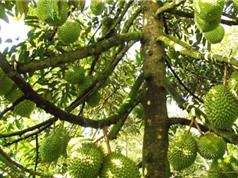 Giải pháp tưới tiết kiệm nước cho cây sầu riêng