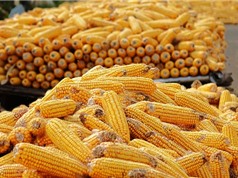 EU nới lỏng quy định cho cây trồng được chính sửa gene
