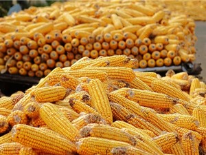 EU nới lỏng quy định cho cây trồng được chính sửa gene