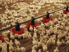 Kiểm soát nhiễm khuẩn Salmonella trong chăn nuôi gia cầm: Những thách thức