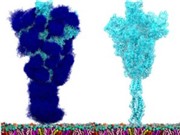Vaccine mới có thể phòng ngừa nhiều biến thể của virus corona 