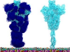 Vaccine mới có thể phòng ngừa nhiều biến thể của virus corona 