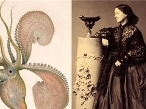 Jeanne Villepreux-Power - Người phát hiện trí tuệ của bạch tuộc