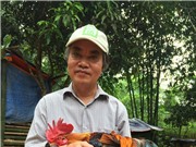 Khôi phục và thương mại giống gà trong truyền thuyết