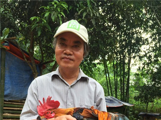 Khôi phục và thương mại giống gà trong truyền thuyết