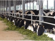 Năm công ty đầu tiên của Việt Nam đạt chứng nhận trung hòa carbon quốc tế