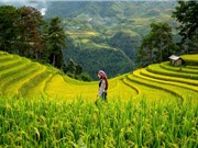 Biến đổi khí hậu liên quan đến nồng độ asen trong lúa gạo tăng cao