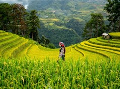 Biến đổi khí hậu liên quan đến nồng độ asen trong lúa gạo tăng cao