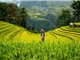 Biến đổi khí hậu liên quan đến nồng độ asen trong lúa gạo tăng cao