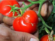 Biến cây cà chua thành cỗ máy diệt sâu bọ