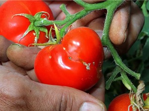 Biến cây cà chua thành cỗ máy diệt sâu bọ