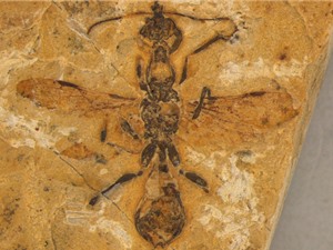 Hóa thạch cổ nhất hé lộ lịch sử của 'kiến địa ngục'