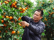 Bảo hộ chỉ dẫn địa lý: Bảo vệ thương hiệu và nâng cao giá trị cam Lục Ngạn