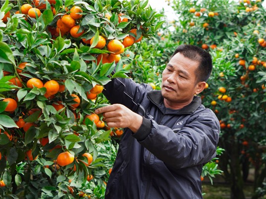 Bảo hộ chỉ dẫn địa lý: Bảo vệ thương hiệu và nâng cao giá trị cam Lục Ngạn